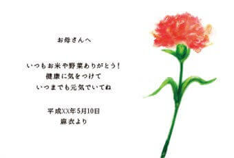 Carnation