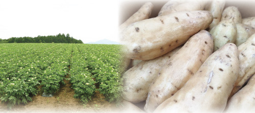 新潟県産 芋焼酎