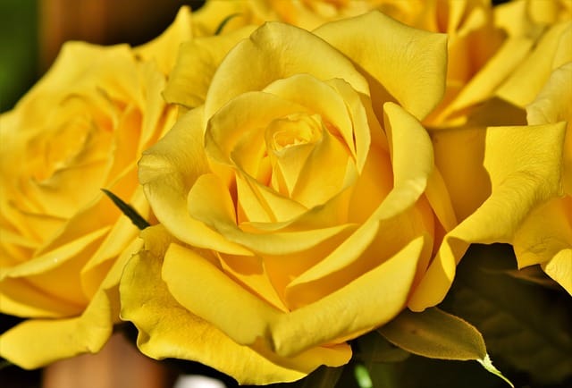 Yellow rose