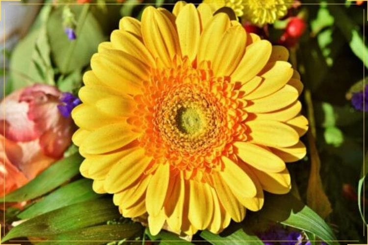 米寿の花は何色がおすすめ 喜ばれる花束を贈るために覚えておきたいこと 米寿祝い館 米寿の花は何色がおすすめ 喜ばれる花束を贈るために覚えておきたいこと 米寿祝い館