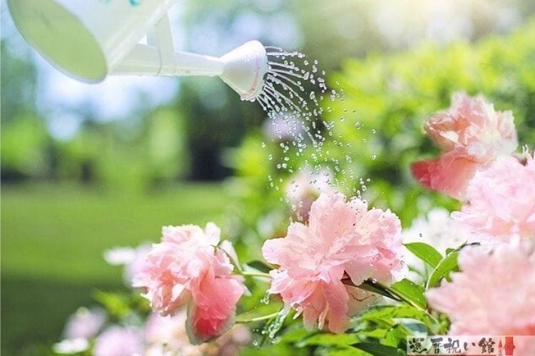 ピンクの花にジョウロで水をやってている様子