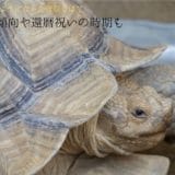 60th birthday celebration and recent trends