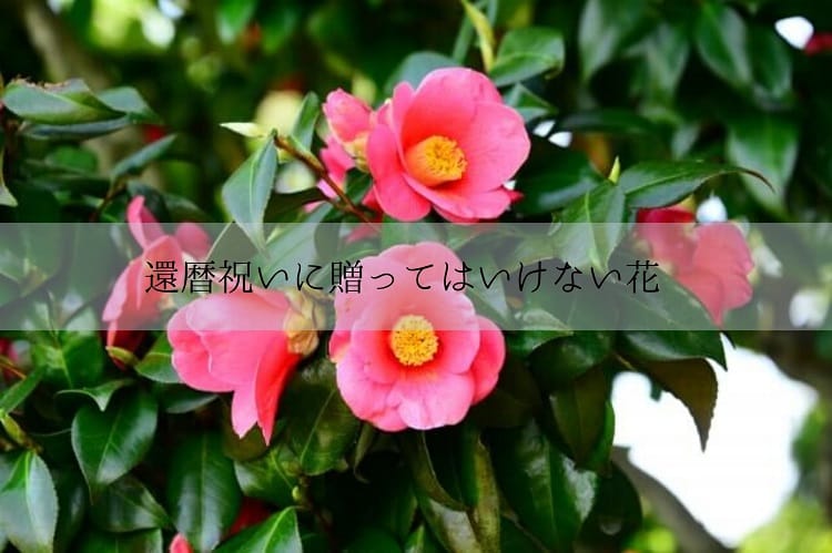還暦祝いに最適な花ってあるの 花の相場や種類を解説 還暦祝い館 還暦祝いに最適な花ってあるの 花の相場や種類を解説 還暦祝い館