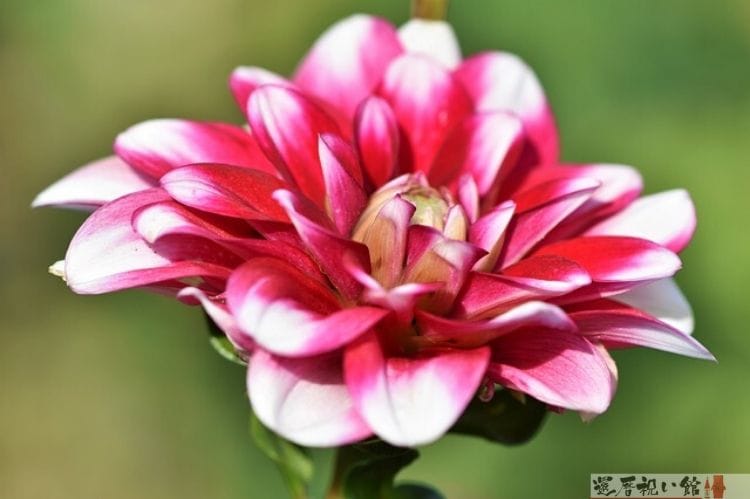 ピンクのダリア