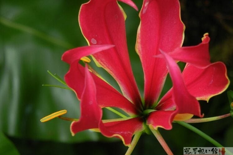 赤いグロリオサ