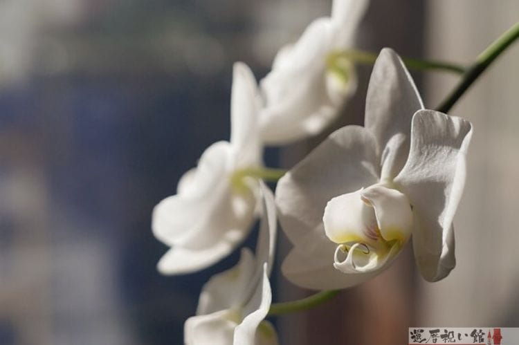 還暦祝いに最適な花とは ふさわしい花やプレゼントするタイミング 還暦祝い館 還暦祝いに最適な花とは ふさわしい花やプレゼントするタイミング 還暦祝い館
