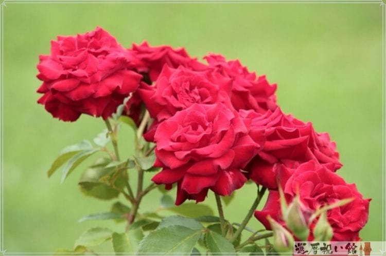 自然に生えている赤い薔薇