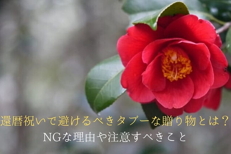 赤いツバキの花