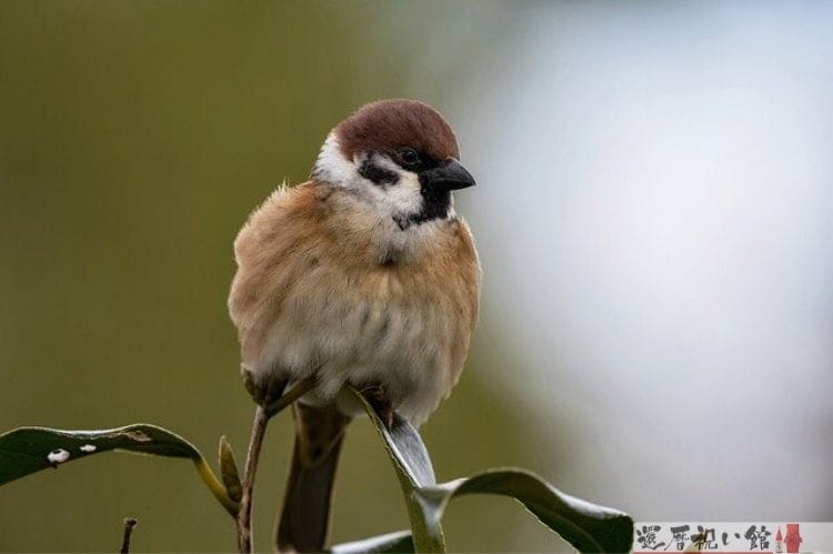 木の枝にとまっている小さな小鳥