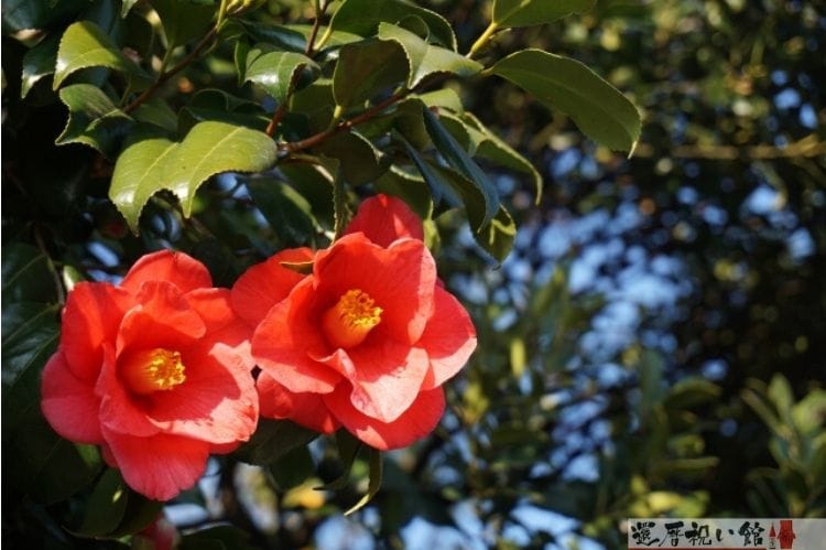 木に咲いている2つのツバキの花