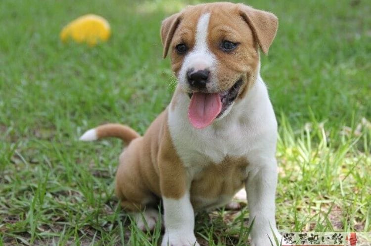 芝の上で舌を出している犬