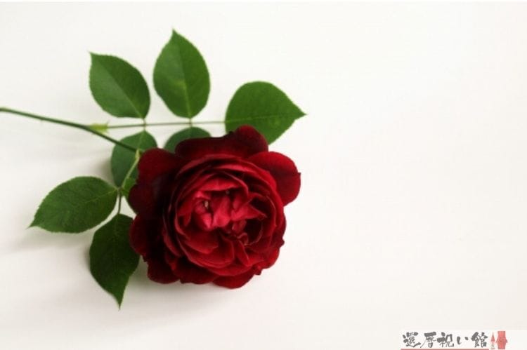 赤い一輪の薔薇