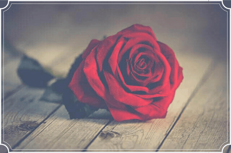 木のテーブルに置かれた赤い一輪の薔薇