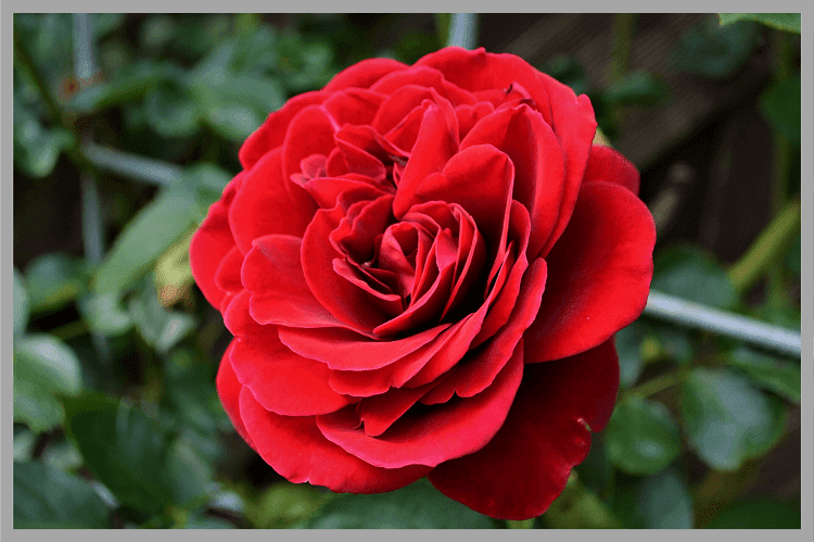 赤い一輪の薔薇