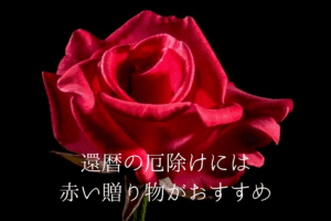 一輪の真っ赤な薔薇のアップ写真