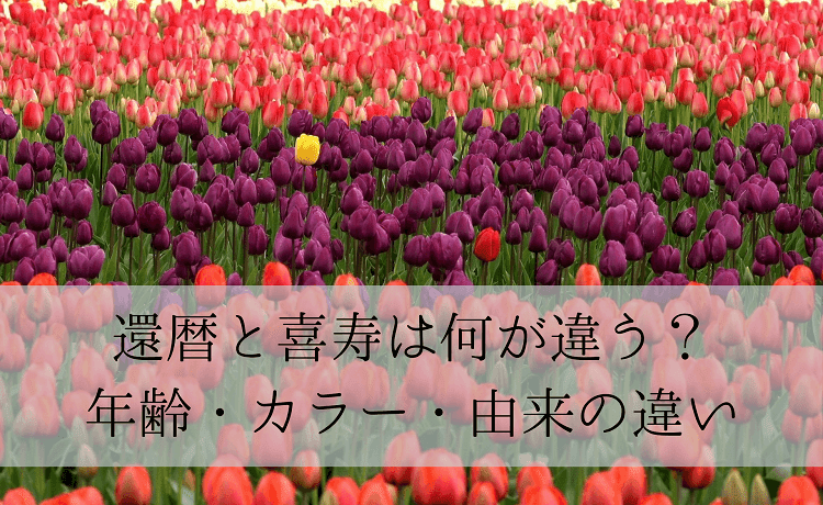 Поле, полное красных и фиолетовых тюльпанов