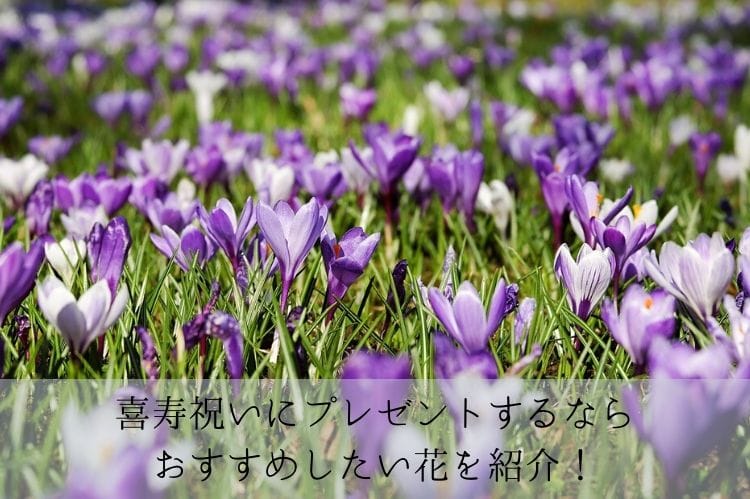 喜寿祝いにプレゼントすべき花はどれ 気になる花言葉と価格を中心に紹介 喜寿祝い館