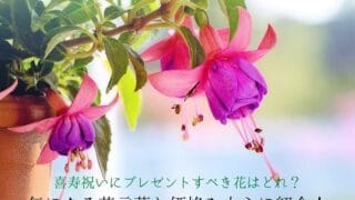 明るい紫の花