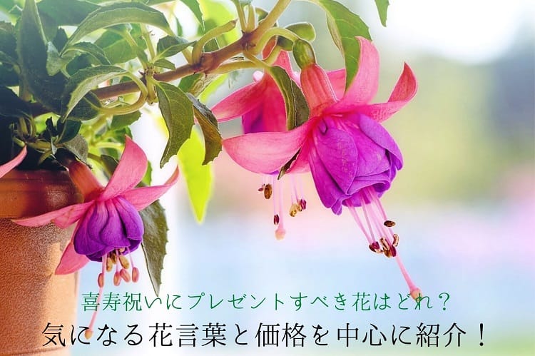 我应该为kishou庆祝献上哪朵花 介绍感兴趣的语言和价格 Kiju庆祝大厅