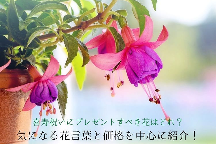 喜寿祝いにプレゼントすべき花はどれ 気になる花言葉と価格を中心に紹介 喜寿祝い館