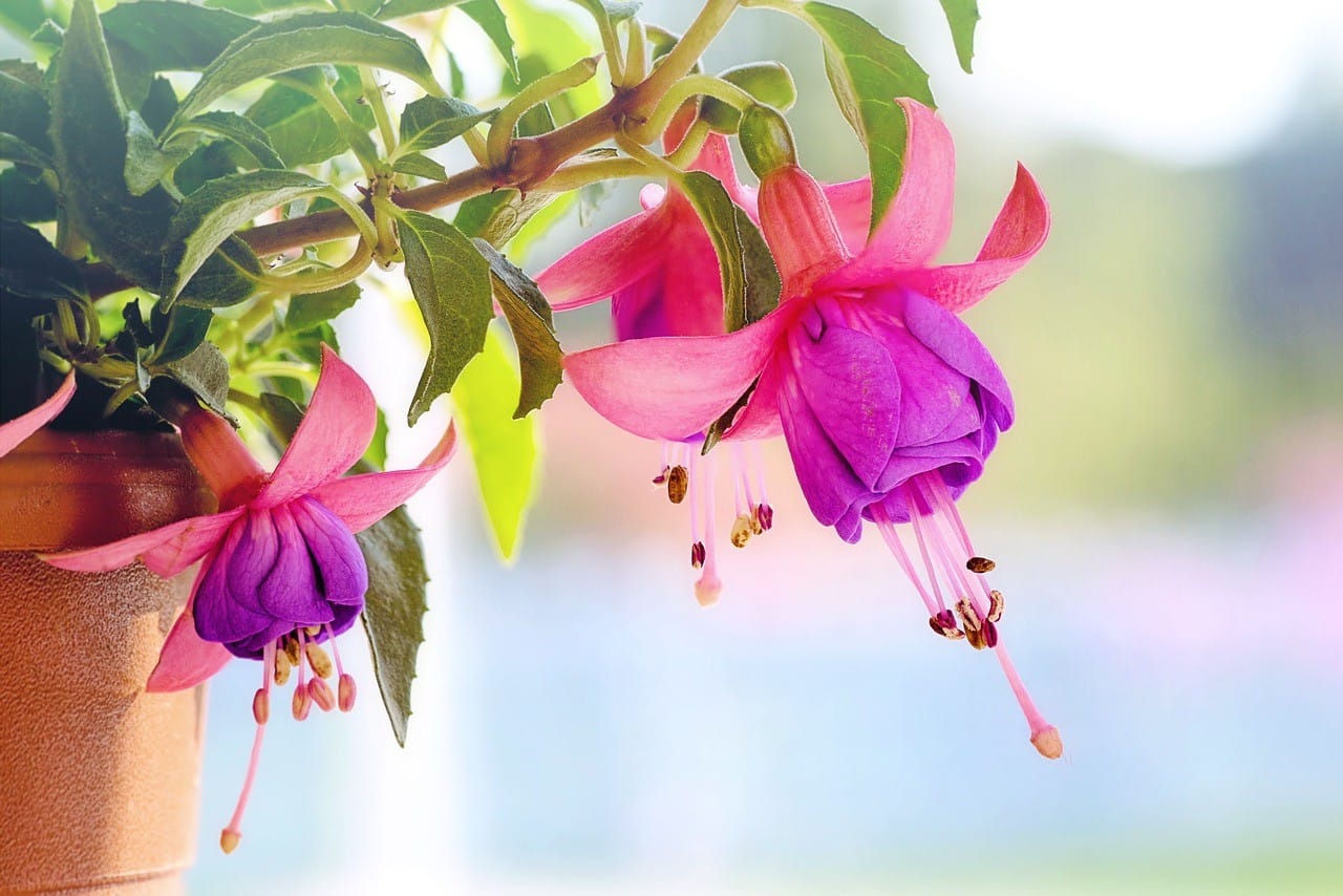 75 長生き 花 言葉 すべての美しい花の画像 75 長生き 花 言葉 すべての美しい花の画像