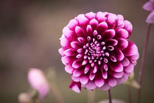 dahlia