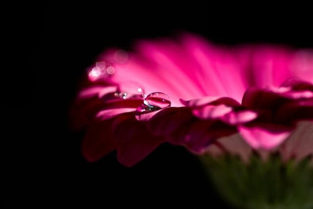 gerberaflower