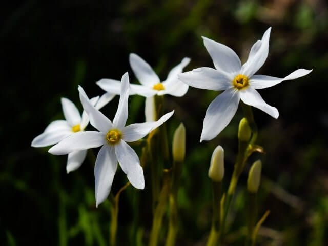 lily-purple