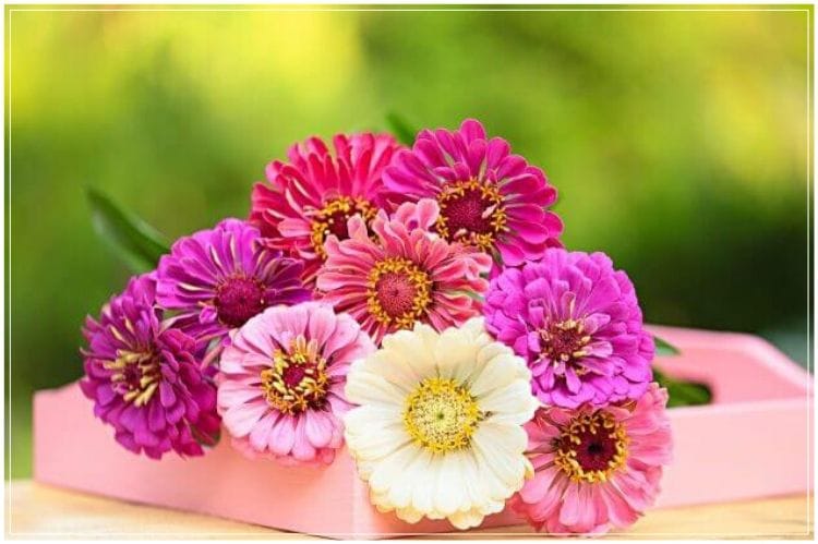 ガーベラっぽい白とピンクの花が木製のピンクの薄い箱の中に入っている