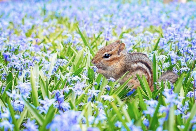 紫色のお花畑にリス