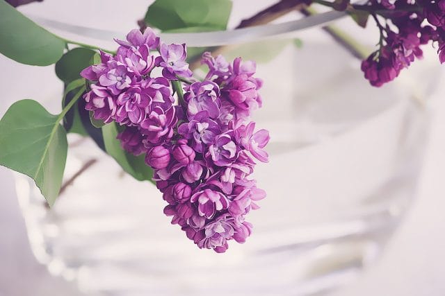 藤の花