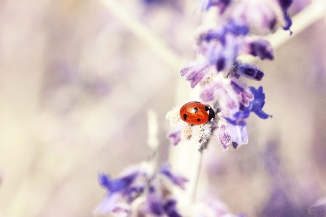 紫色の花とテントウムシ