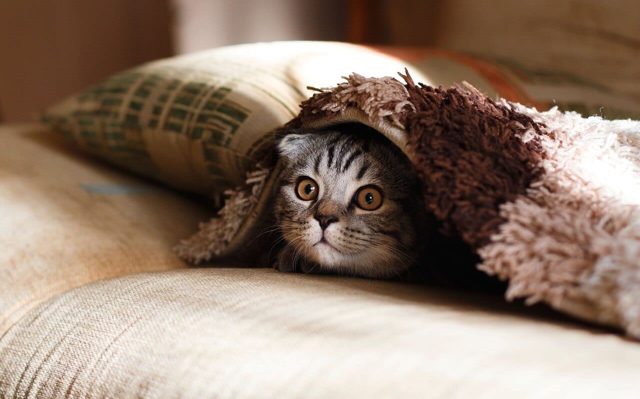 安眠をイメージした布団と猫