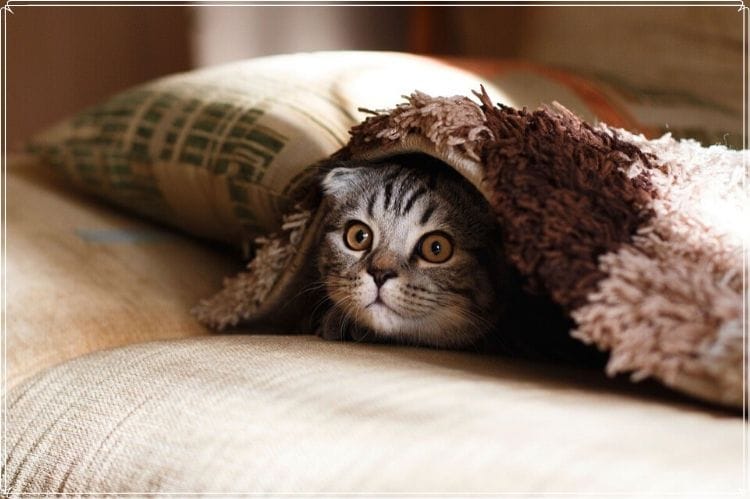 ソファに置いてあるカバーの中に入り頭だけ出している猫