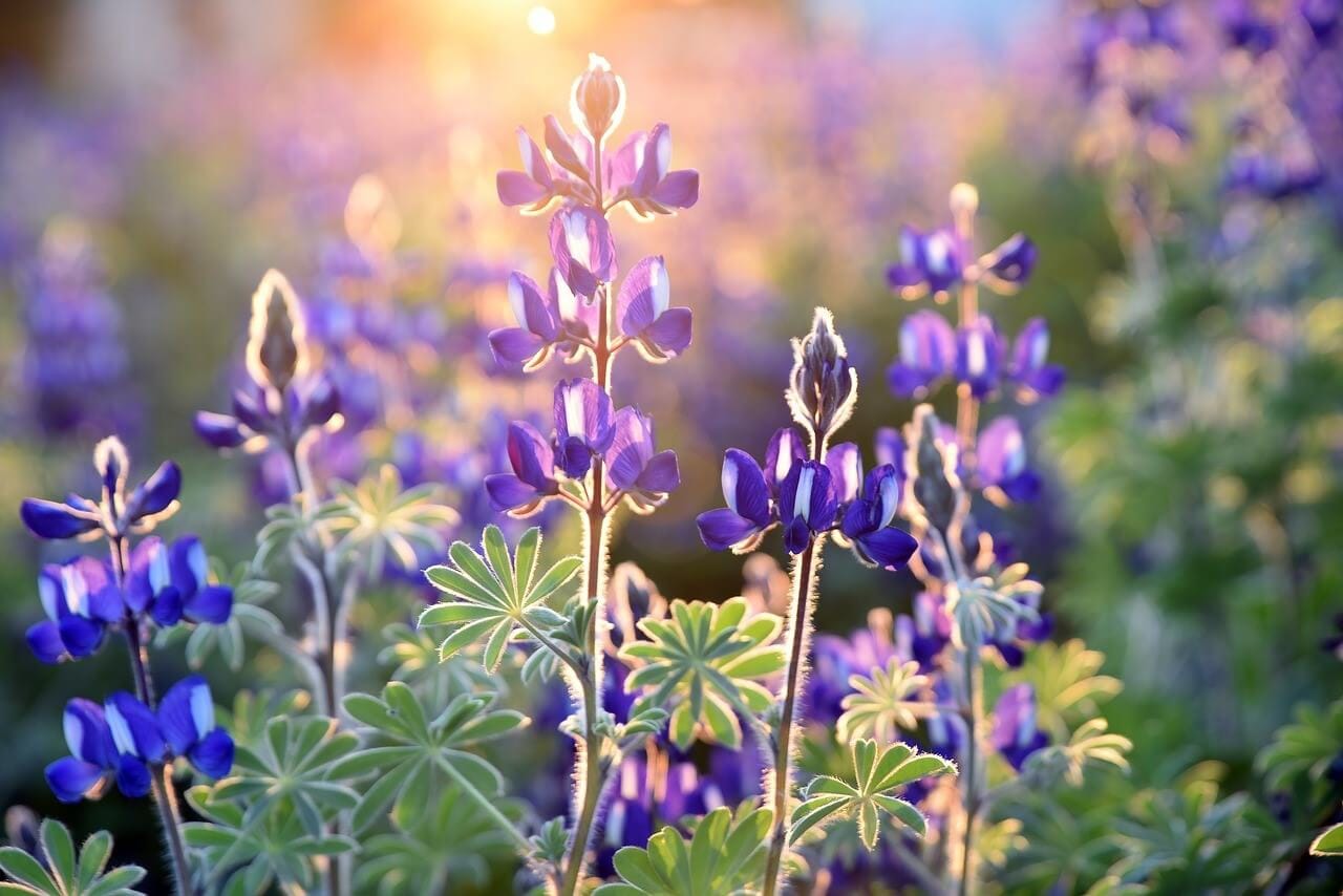 紫色の花畑