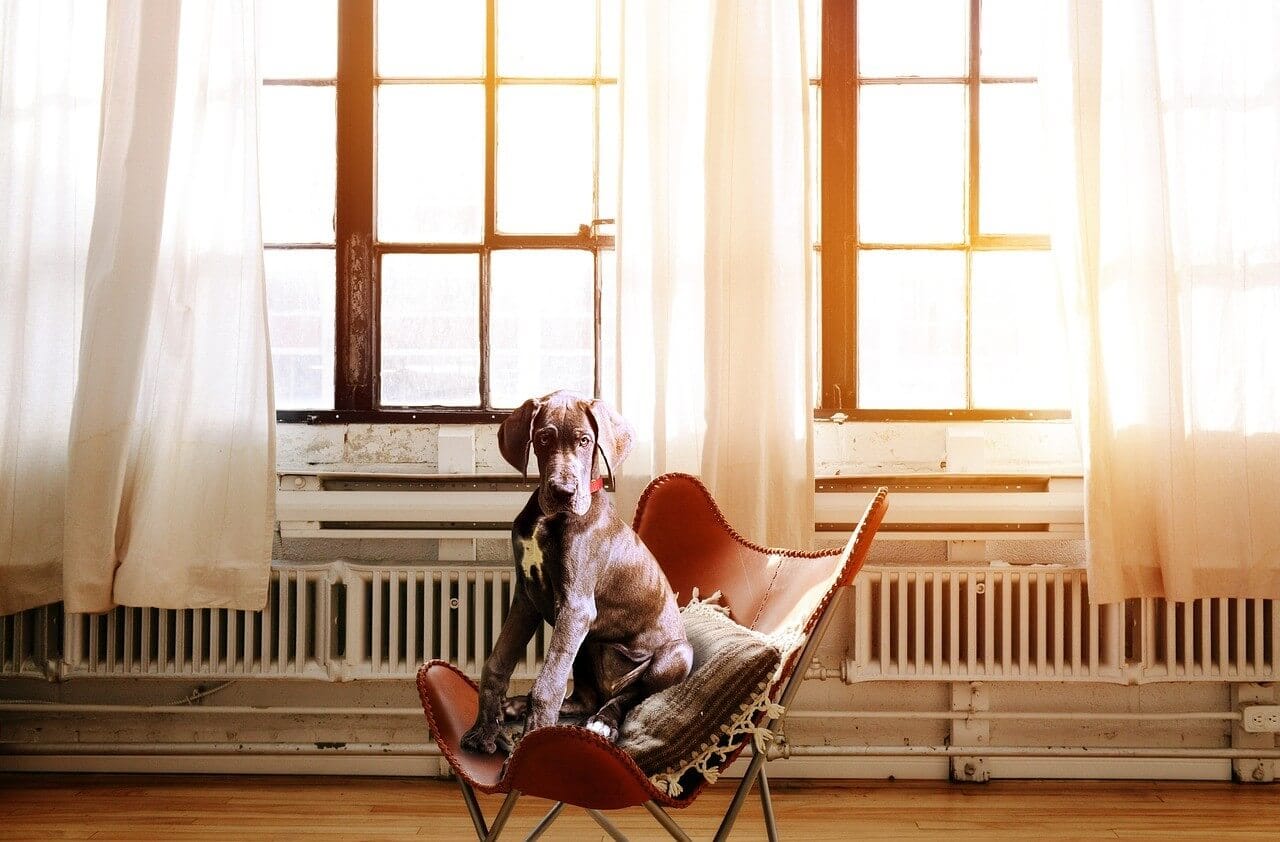 マッサージチェアで休む老犬