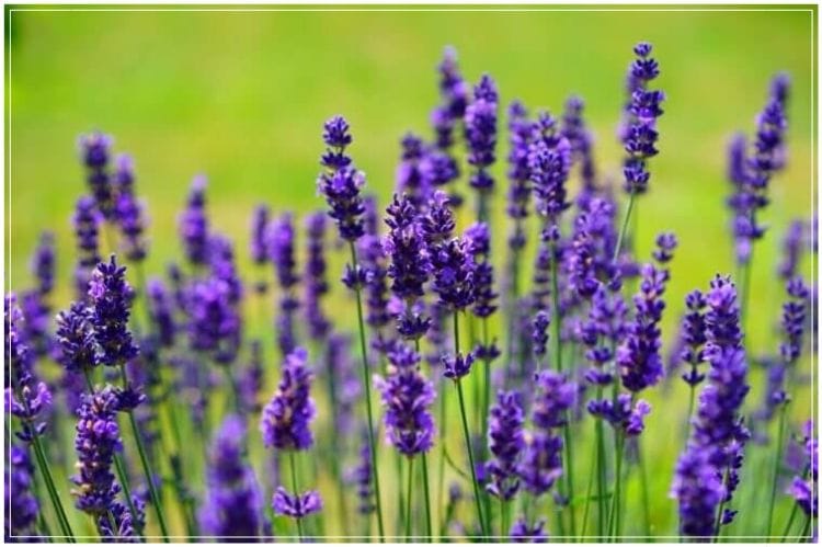 ラベンダーの花畑