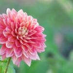 dahlia