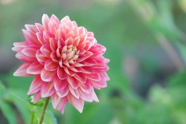 退職祝いにふさわしい花と花言葉は 花を贈る際に押さえておきたいポイントも 退職祝い館