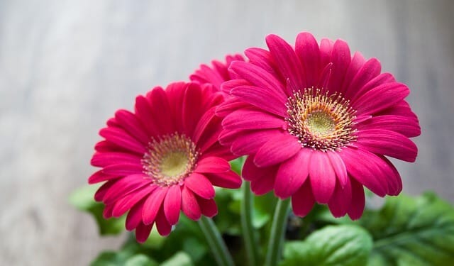 退職祝いにふさわしい花と花言葉は 花を贈る際に押さえておきたいポイントも 退職祝い館 退職祝いにふさわしい花と花言葉は 花を贈る際に押さえておきたいポイントも 退職祝い館