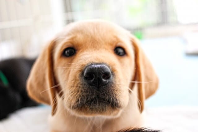 無趣味なお父さんに犬をプレゼント
