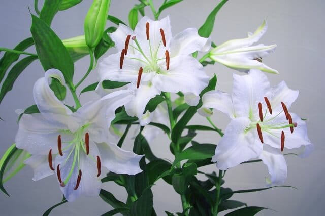 白いカサブランカ