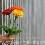 Image color of celebration of 80 years and present of recommended yellow flower
