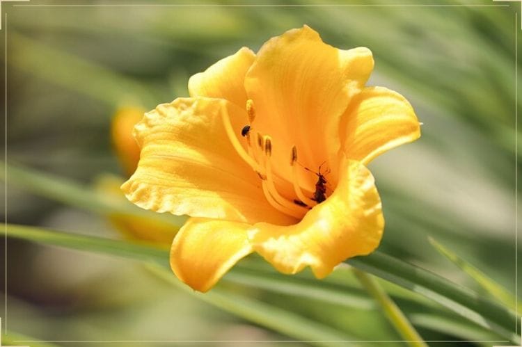 傘寿 80歳 のイメージカラーが黄色の理由は おすすめの黄色の花のプレゼントや選ぶ際に意識することもご紹介 傘寿祝い館