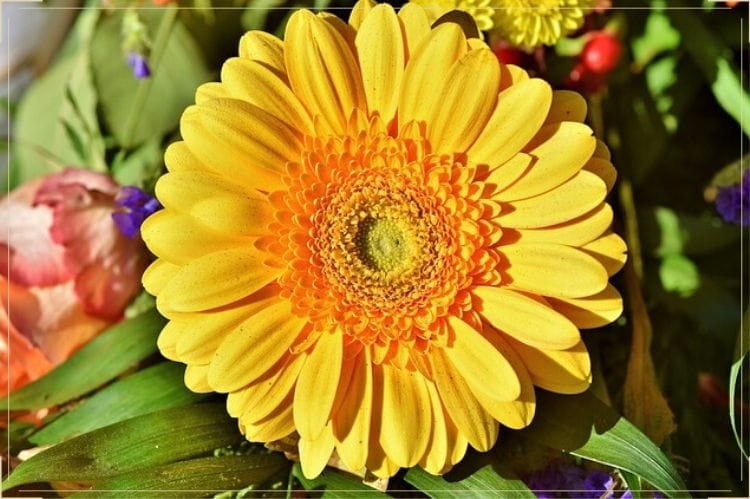 傘寿 80歳 のイメージカラーが黄色の理由は おすすめの黄色の花のプレゼントや選ぶ際に意識することもご紹介 傘寿祝い館