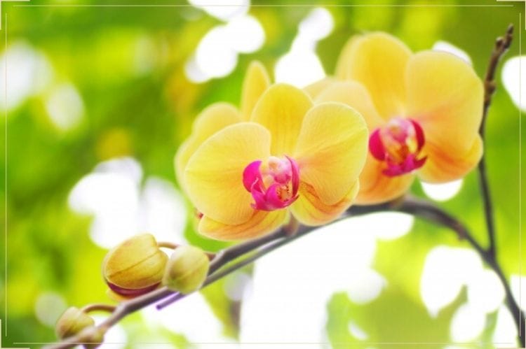 傘寿 80歳 のイメージカラーが黄色の理由は おすすめの黄色の花のプレゼントや選ぶ際に意識することもご紹介 傘寿祝い館 傘寿 80歳 のイメージカラーが黄色の理由は おすすめの黄色の花のプレゼントや選ぶ際に意識することもご紹介 傘寿祝い館