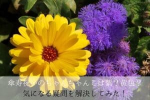 80-year-old celebration Chan solves this color and anxious questions