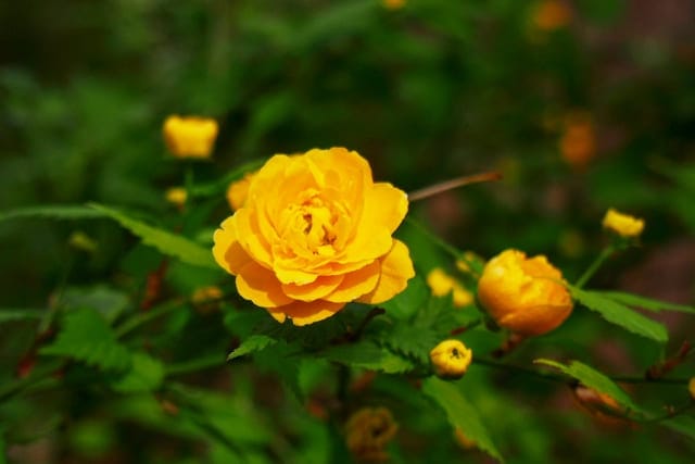 傘寿祝いの色を表す山吹の花