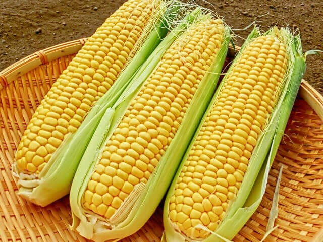 とうもろこし