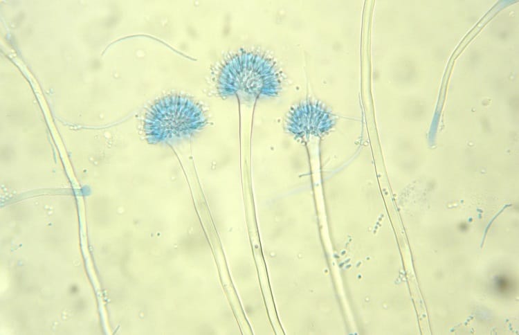 Japanska Aspergillus